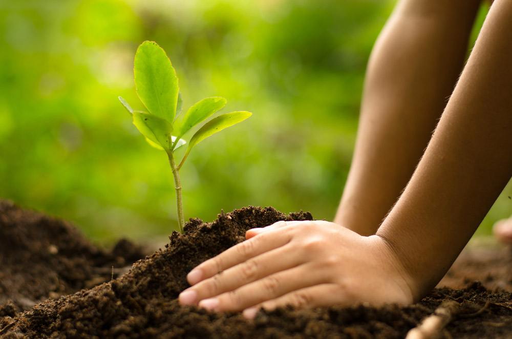 Planting
